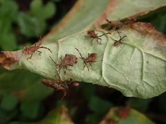 Verschiedene Larvenstadien der Lederwanze (Coreus marginatus)