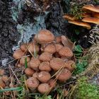 Verschiedene Pilze am Baumstamm