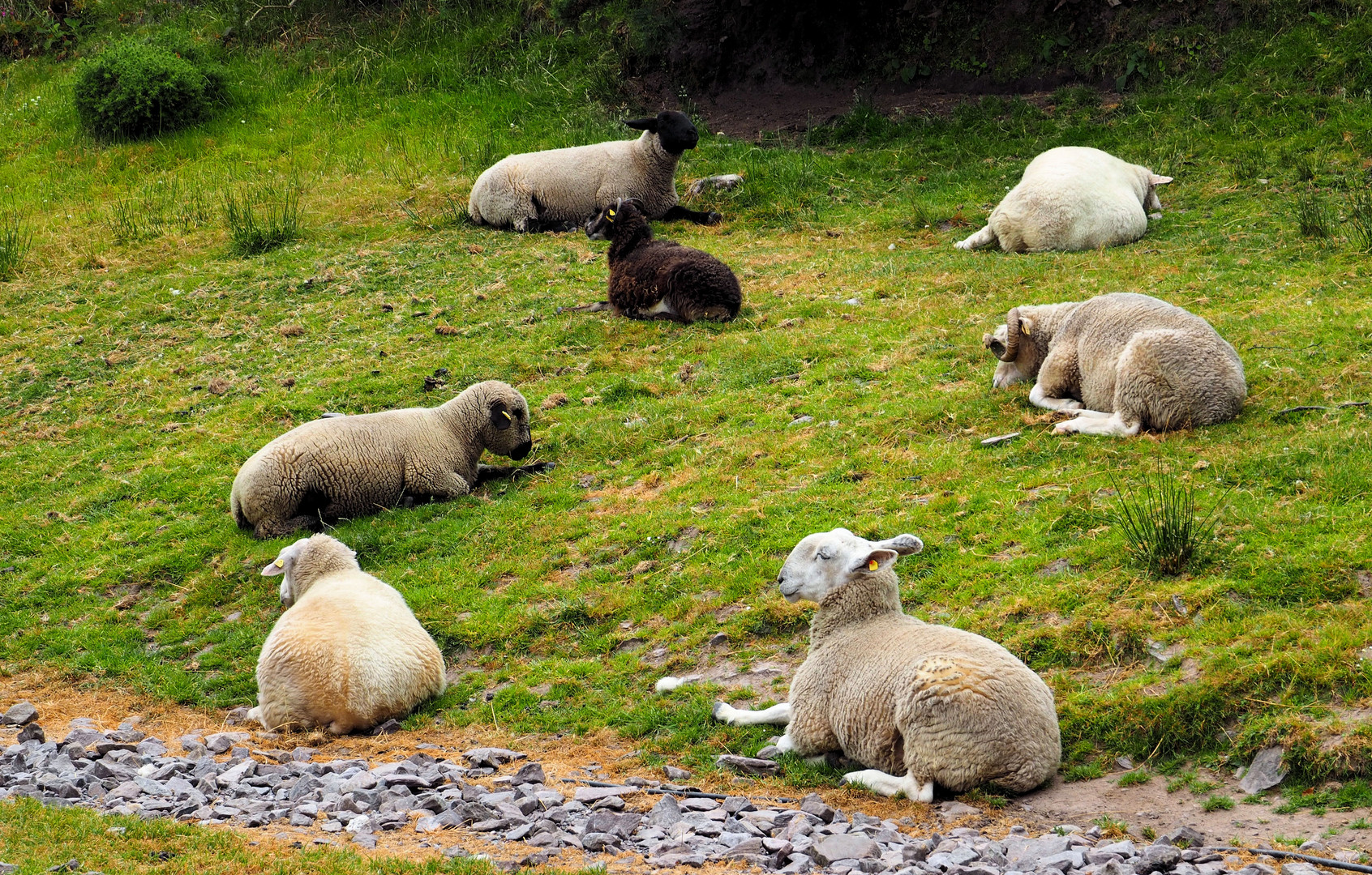 Verschiedene Schafsrassen ....