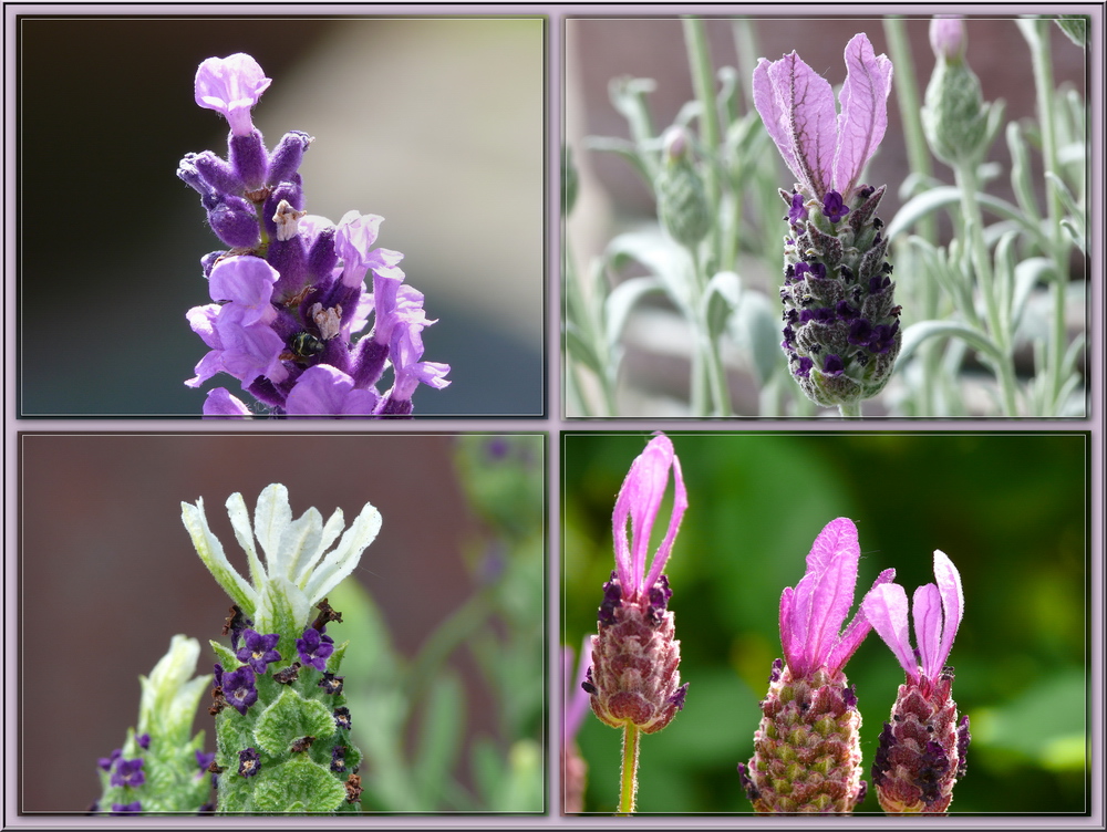 Verschiedene Sorten und Details von Lavendel