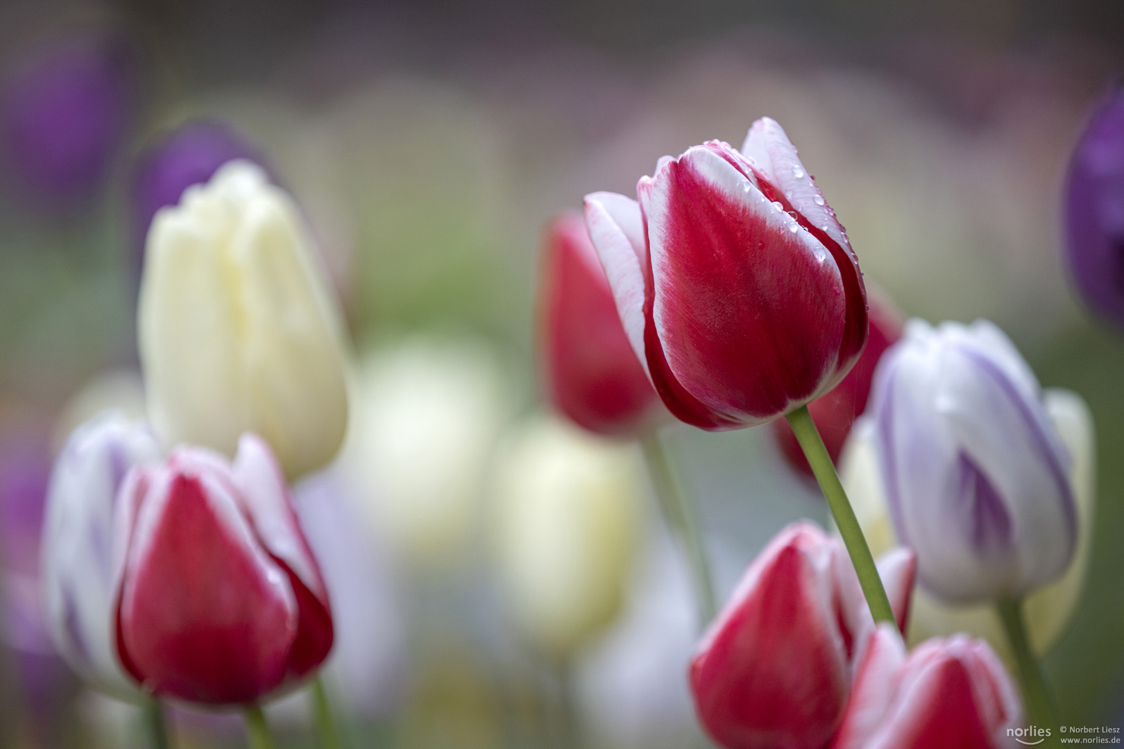 Verschiedene Tulpen