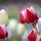 Verschiedene Tulpen