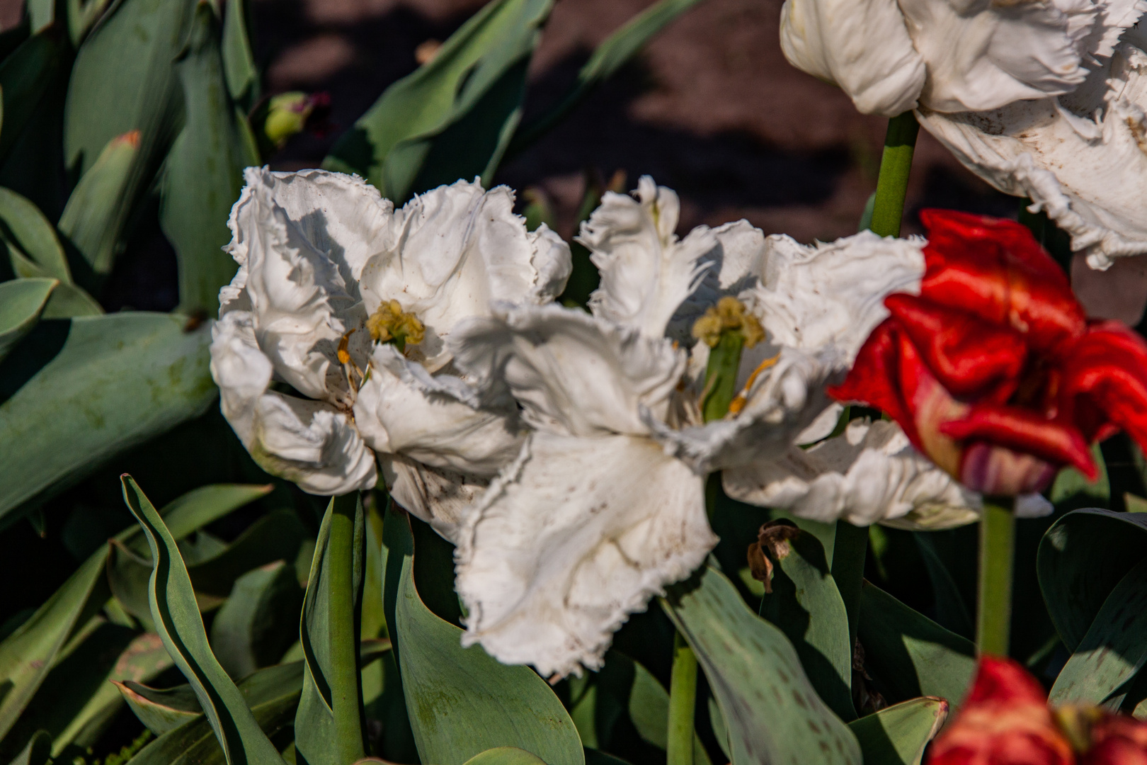 Verschiedene Tulpenarten...