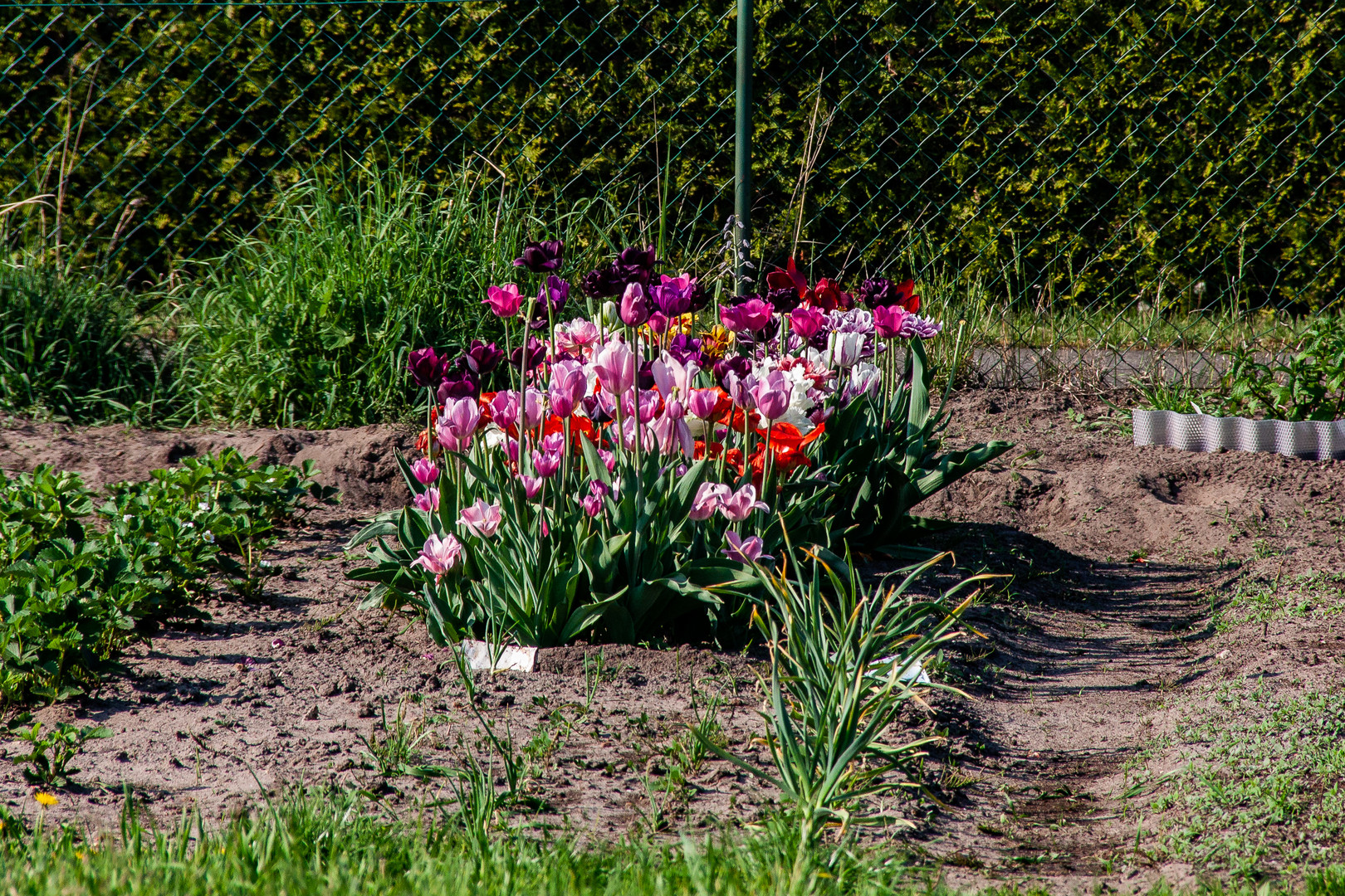 Verschiedene Tulpenarten...