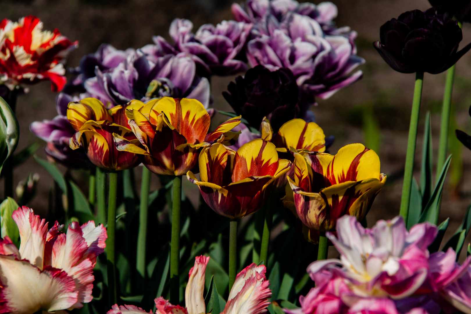 Verschiedene Tulpenarten...