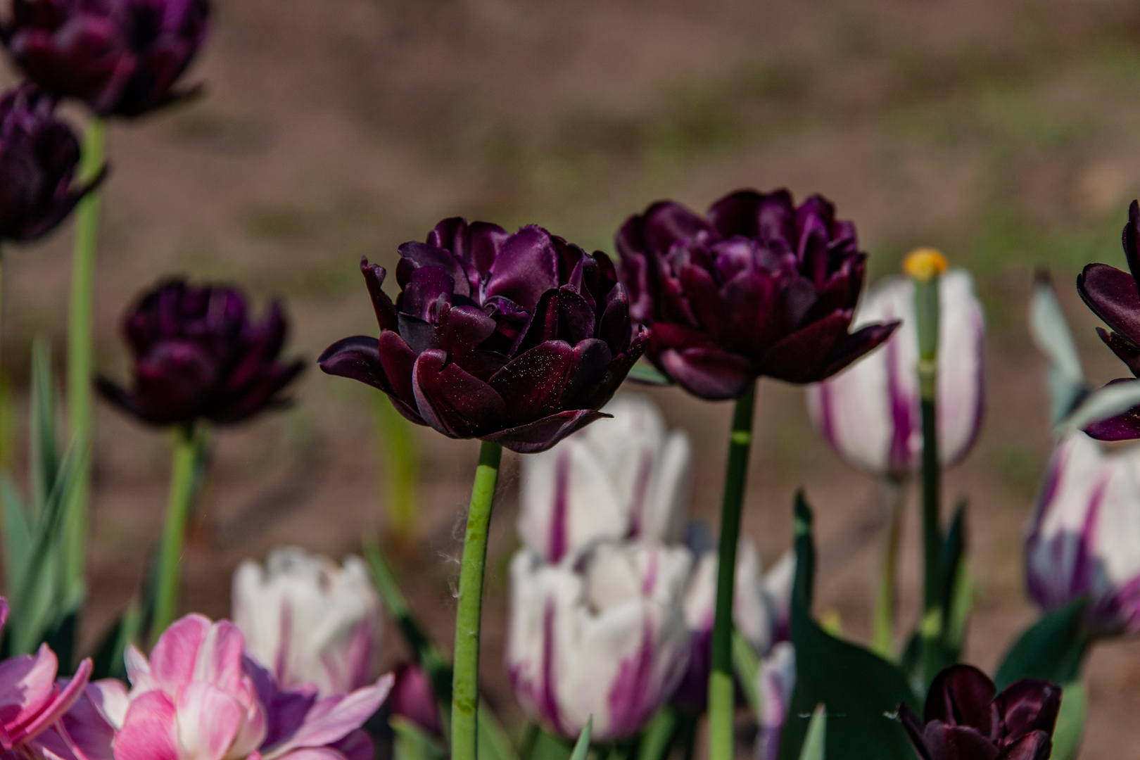 Verschiedene Tulpenarten...