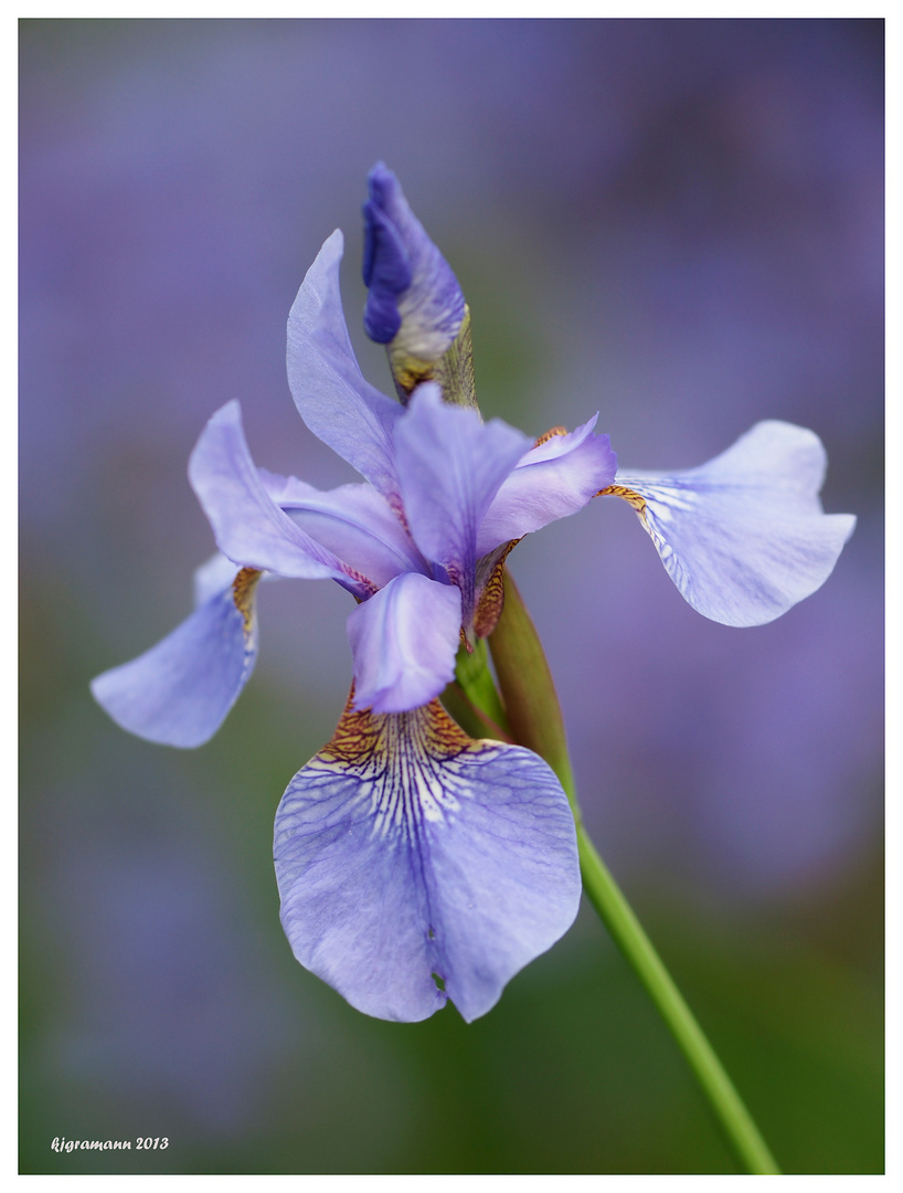 Verschiedenfarbige Schwertlilie (Iris versicolor).....