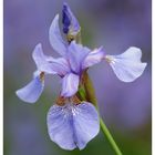 Verschiedenfarbige Schwertlilie (Iris versicolor).....