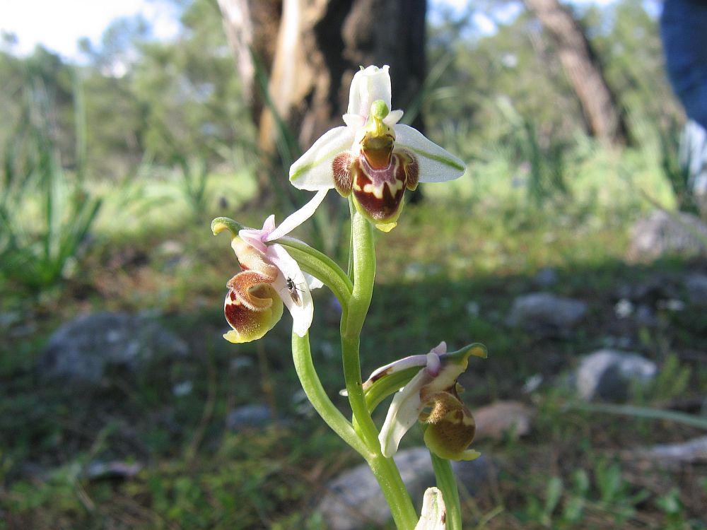 Verschiedenlippige Ragwurz (Ophrys heterochila)