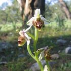 Verschiedenlippige Ragwurz (Ophrys heterochila)