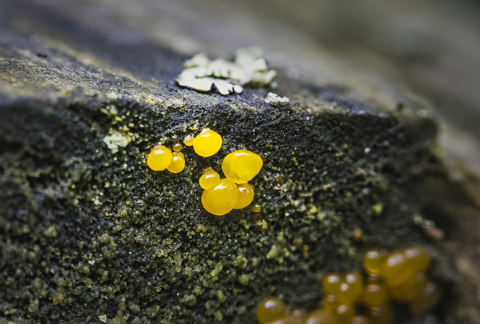 Verschiedensporige Gallerttränen (Dacrymyces variesporus)