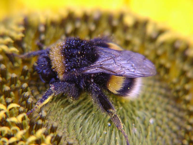 verschlafende Hummel