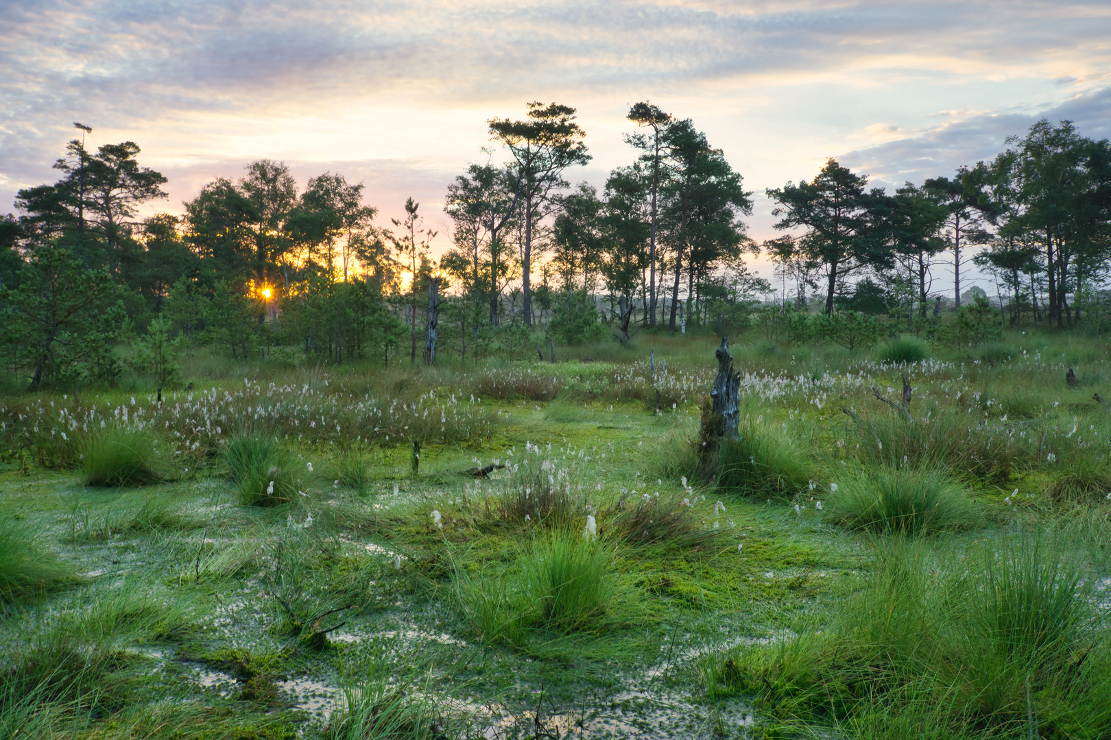 Verschlafendes Moor