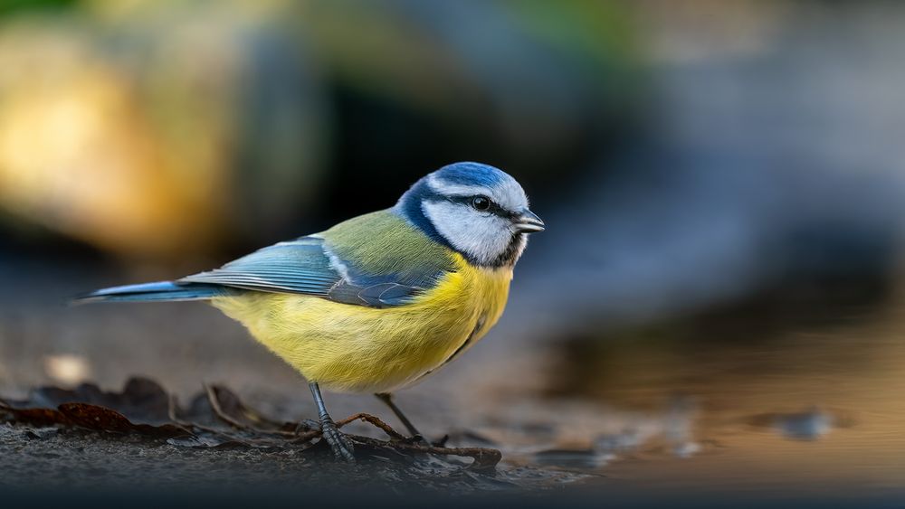 Verschlafene Blaumeise