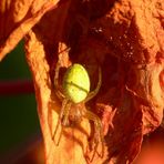 Verschlafene Spinne im Abendlicht