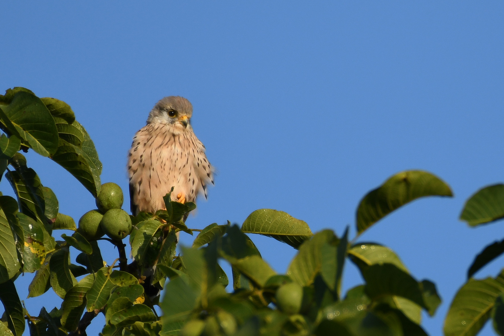 Verschlafener Falke am frühen Morgen 