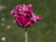 Verschlafener Frühling