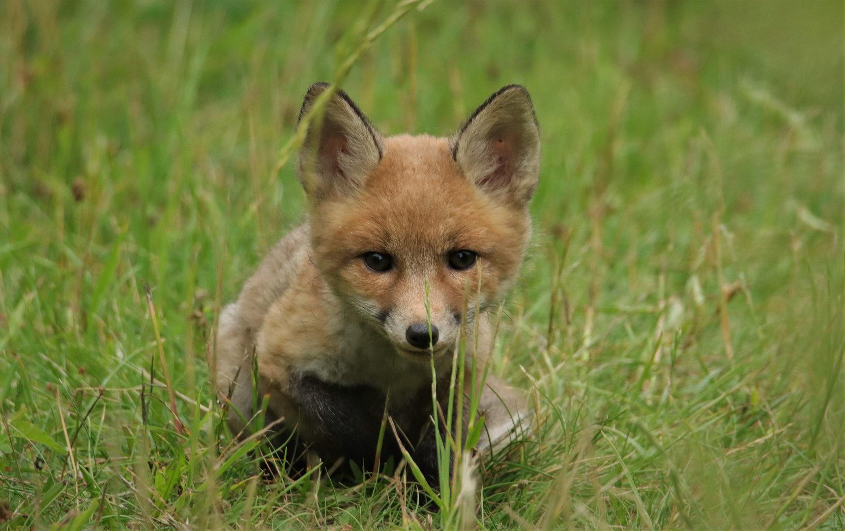 verschlafener Jungfuchs