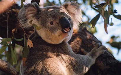 Verschlafener Koala