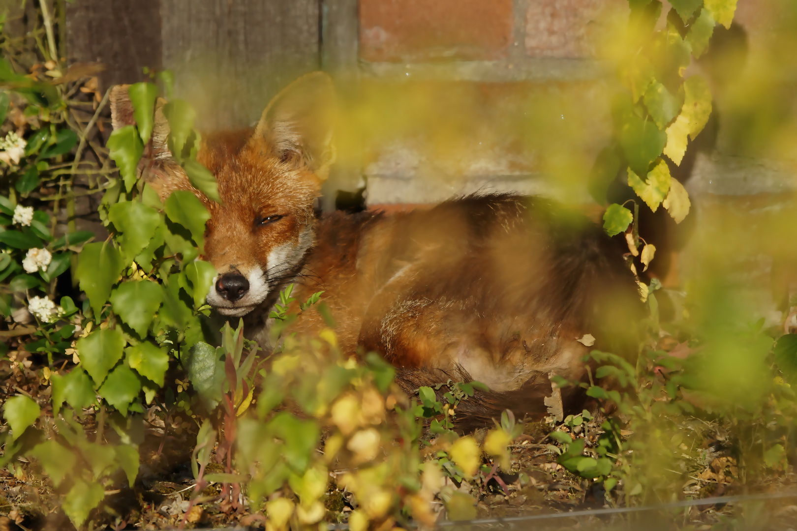 Verschlafener Rotfuchs beim Sonnenbaden