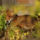 Verschlafener Rotfuchs beim Sonnenbaden