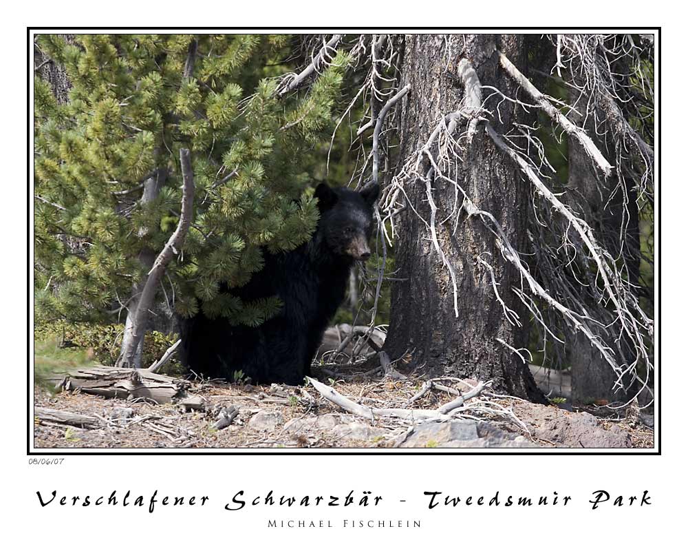 Verschlafener Schwarzbär