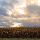 verschleierte Sonne über dem Maisfeld