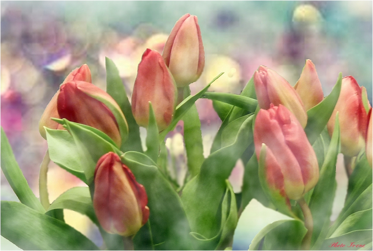 verschleierte Tulpen 