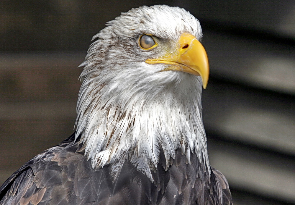 Verschleierter Blick