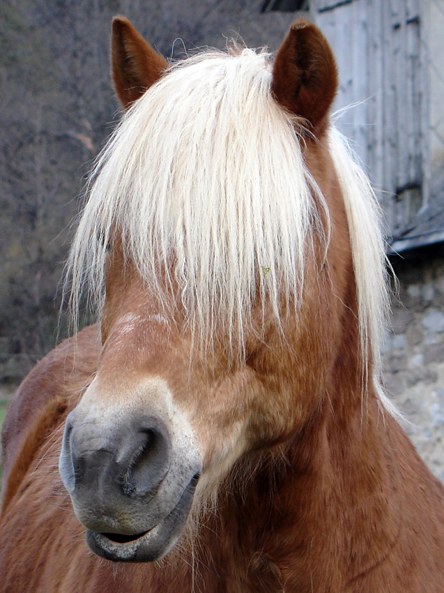 Verschleierter Blick