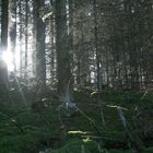 verschleiertes Licht im Wald