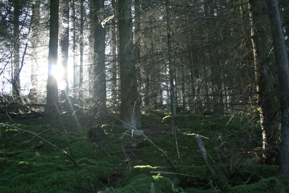 verschleiertes Licht im Wald
