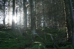 verschleiertes Licht im Wald