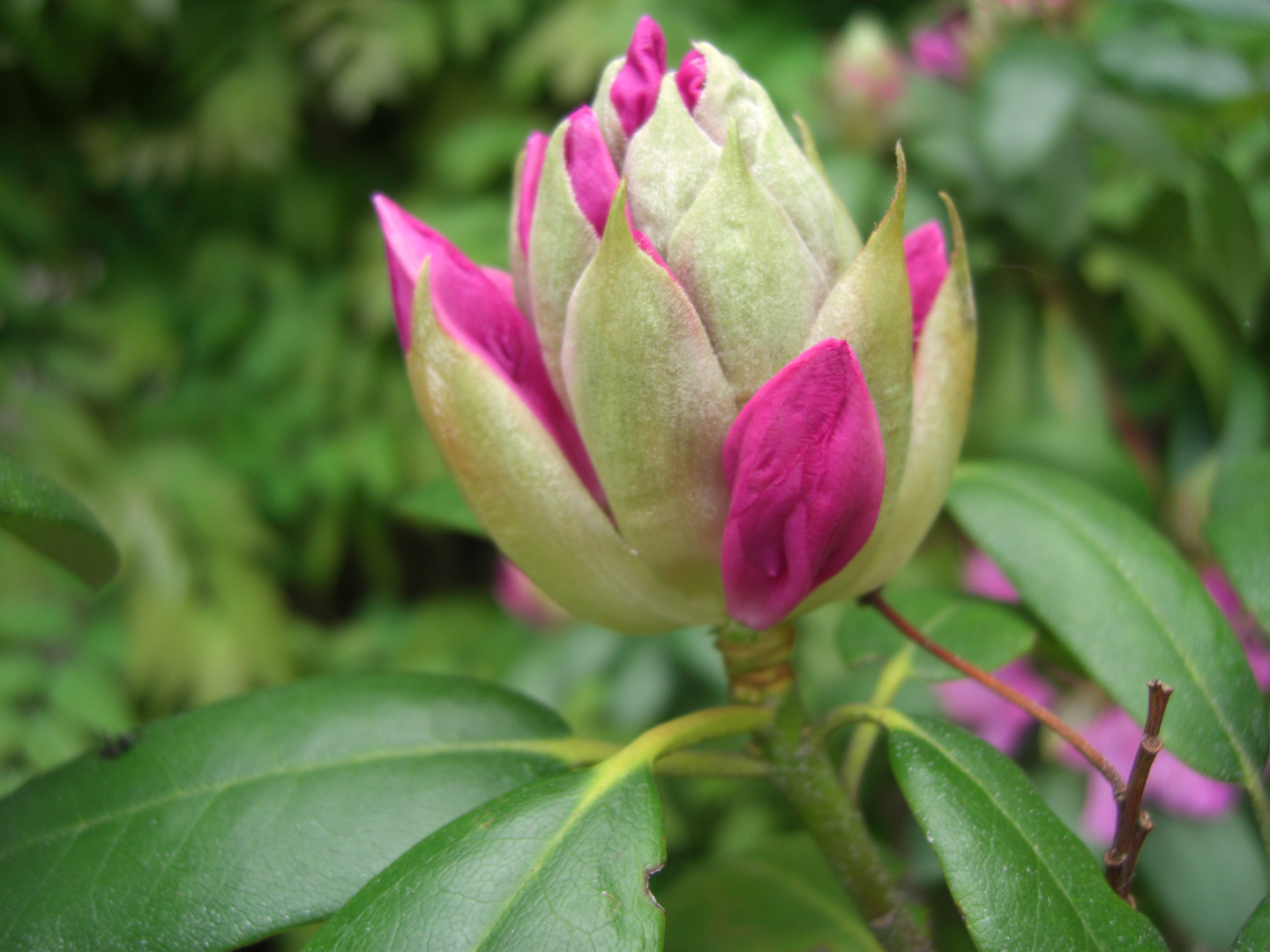 Verschlossene Blume