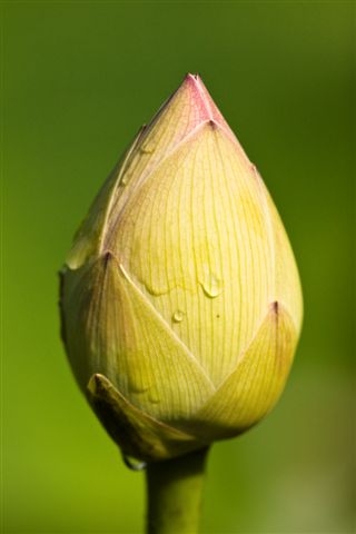 verschlossene(noch)Lotusblüte