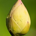 verschlossene(noch)Lotusblüte