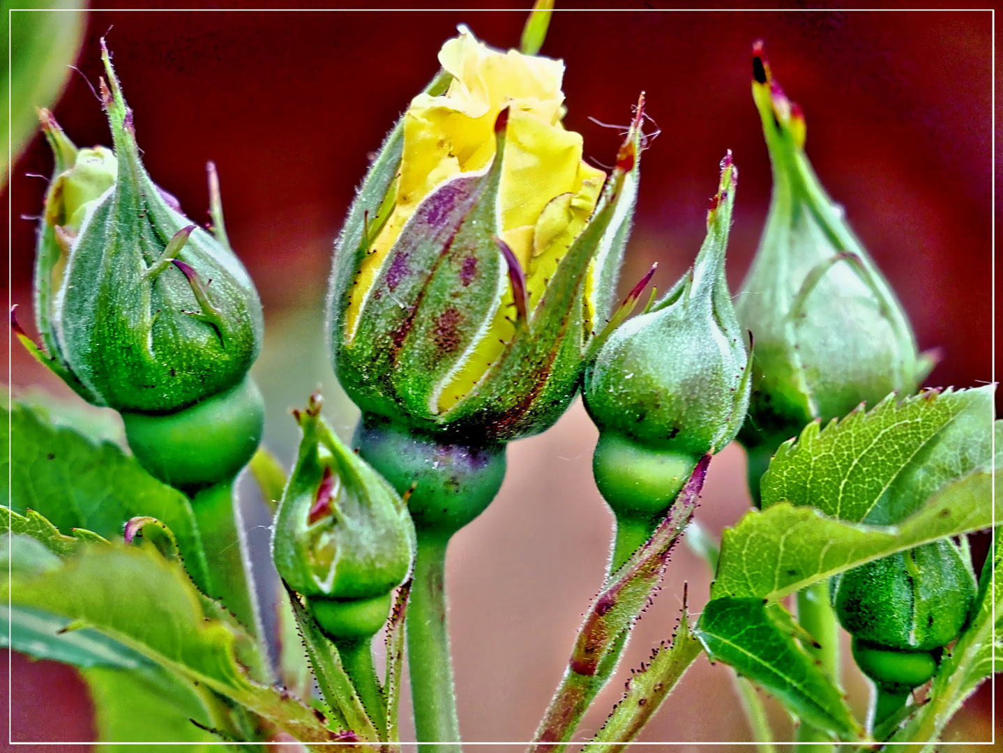 Verschlossenheit