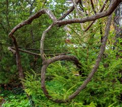 verschlugenes geäst...