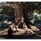 Verschlungene Natur in der Stadt, die zum Niederknien animiert