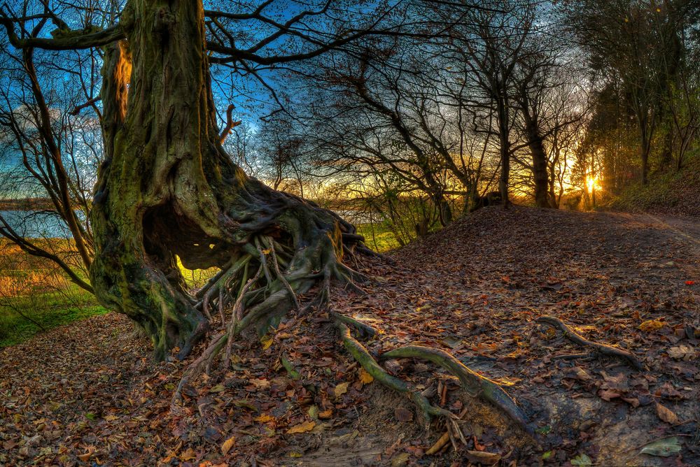 Verschlungener Baum