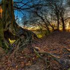 Verschlungener Baum