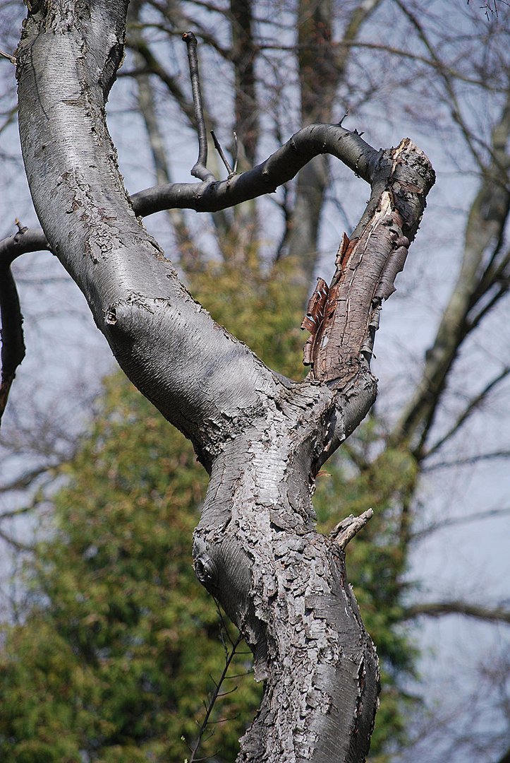 verschlungener Baum