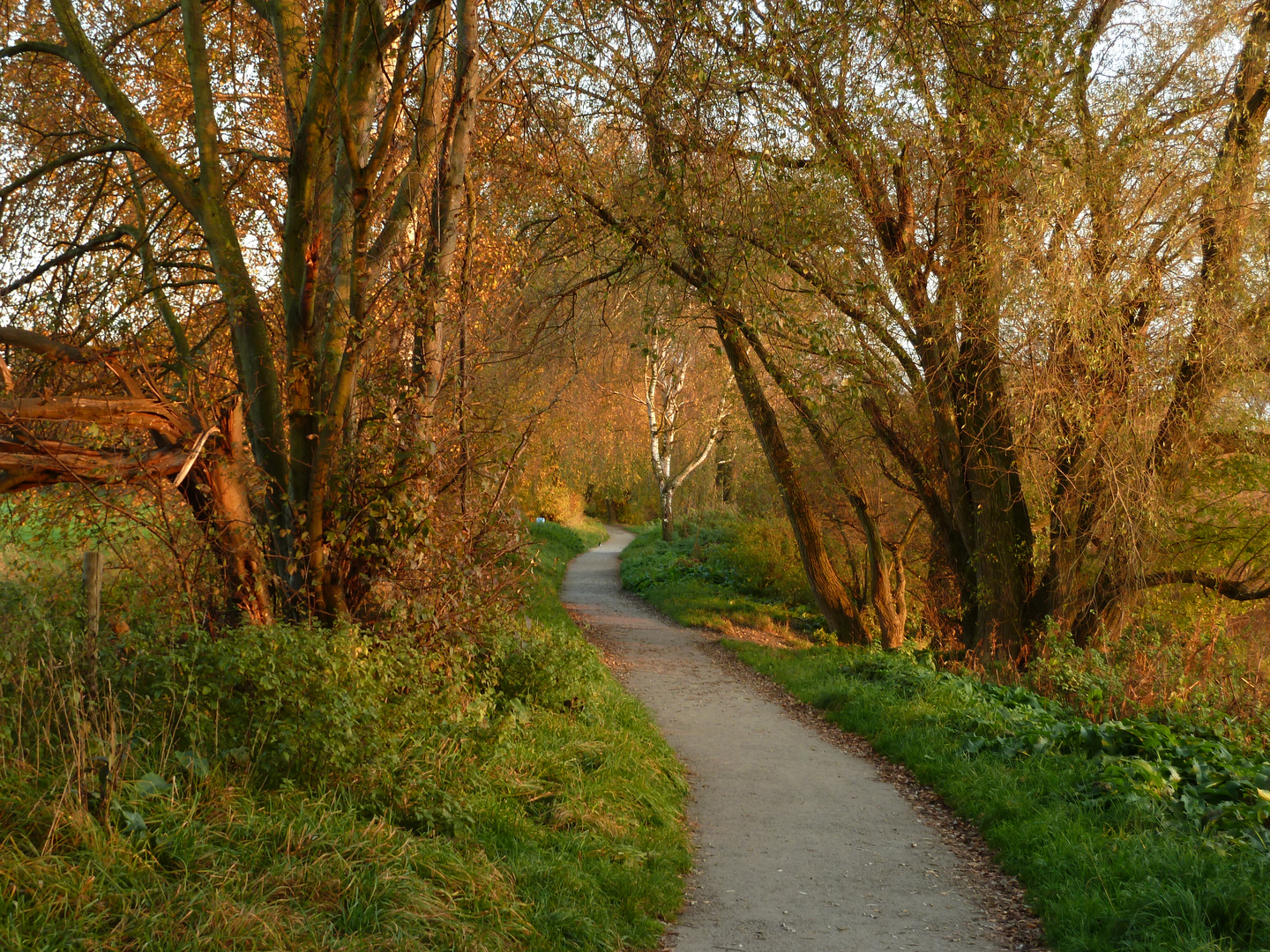 Verschlungener Pfad im Herbst