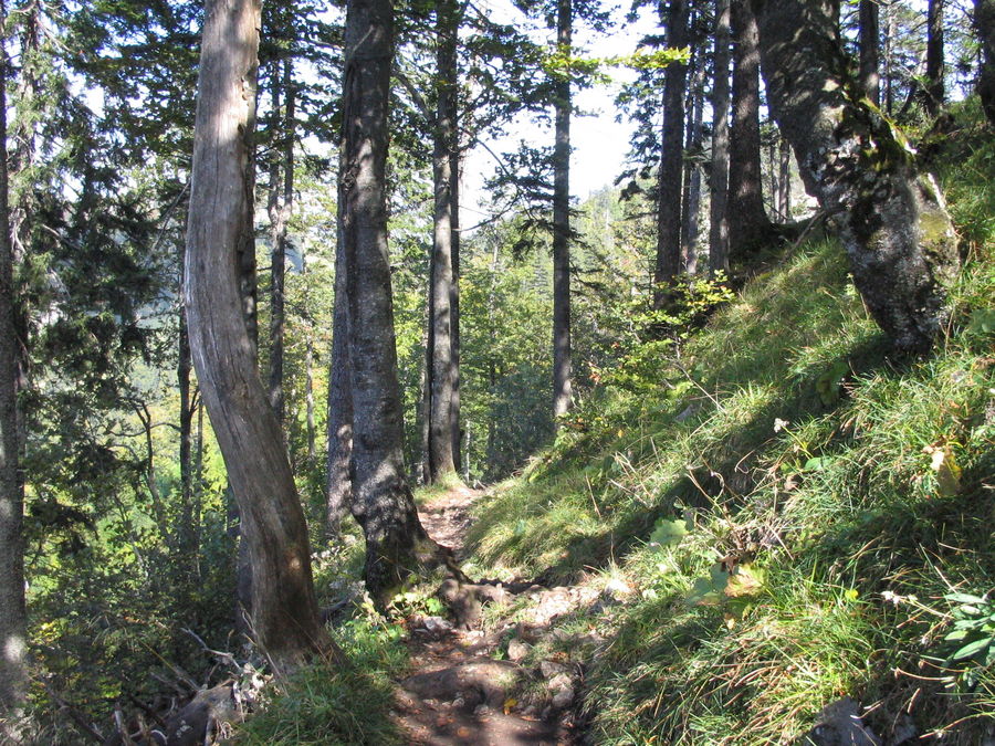 Verschlungener Waldweg