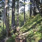 Verschlungener Waldweg