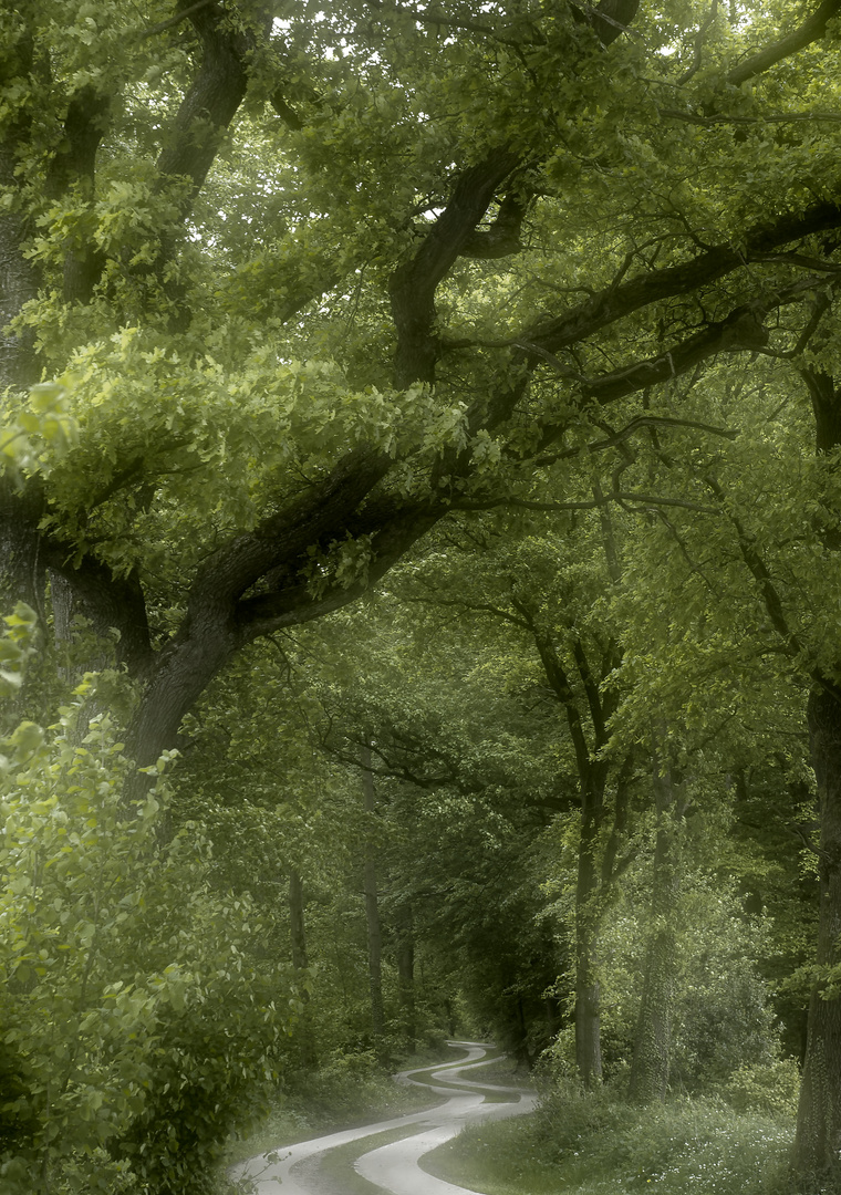 verschlungener Waldweg