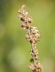 Verschmilzt mit der Blüte