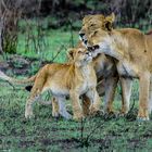 Verschmuste Löwenfamilie