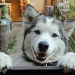 Verschmuster Malamute