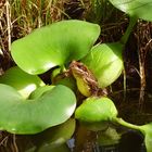 Verschnaufpause an unsrem Teich